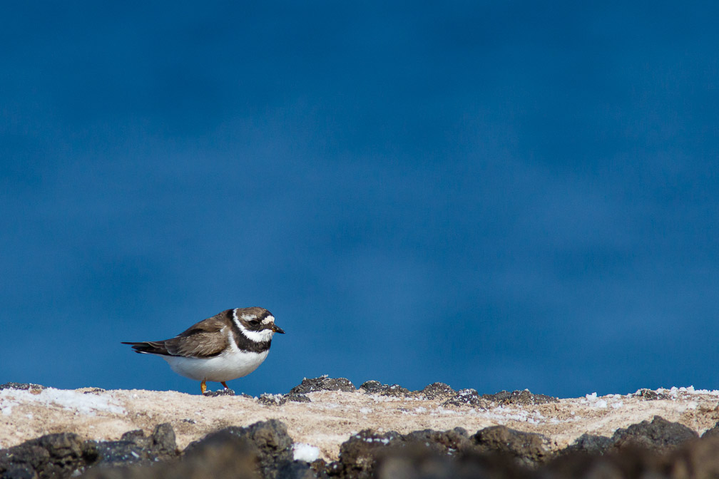 charadrius-hiaticula-canaries-la-palma.jpg