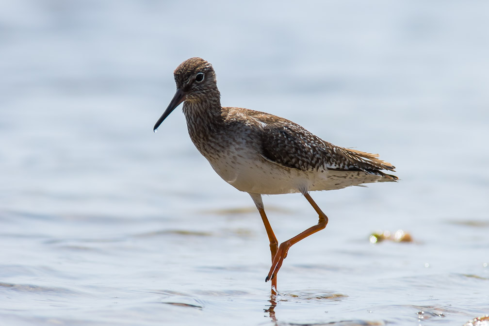 tringa-totanus-canaries-la-palma-4.jpg