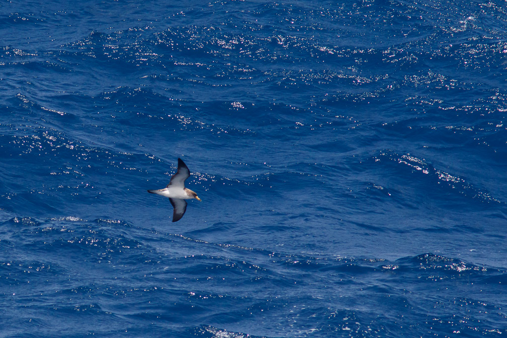 calonectris-diomedea-canaries-el-hierro-2.jpg