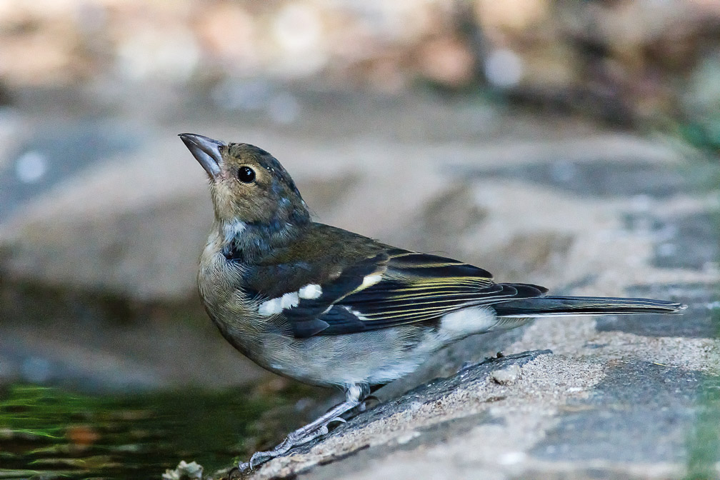 fringilla-coelebs-canaries-el-hierro-4.jpg