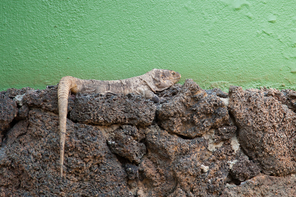 gallotia-simonyi-canaries-el-hierro.jpg