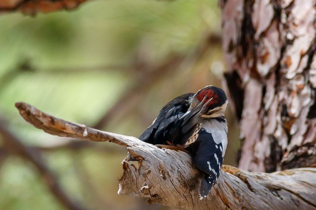 dendrocopos-major-canaries-tenerife-3.jpg