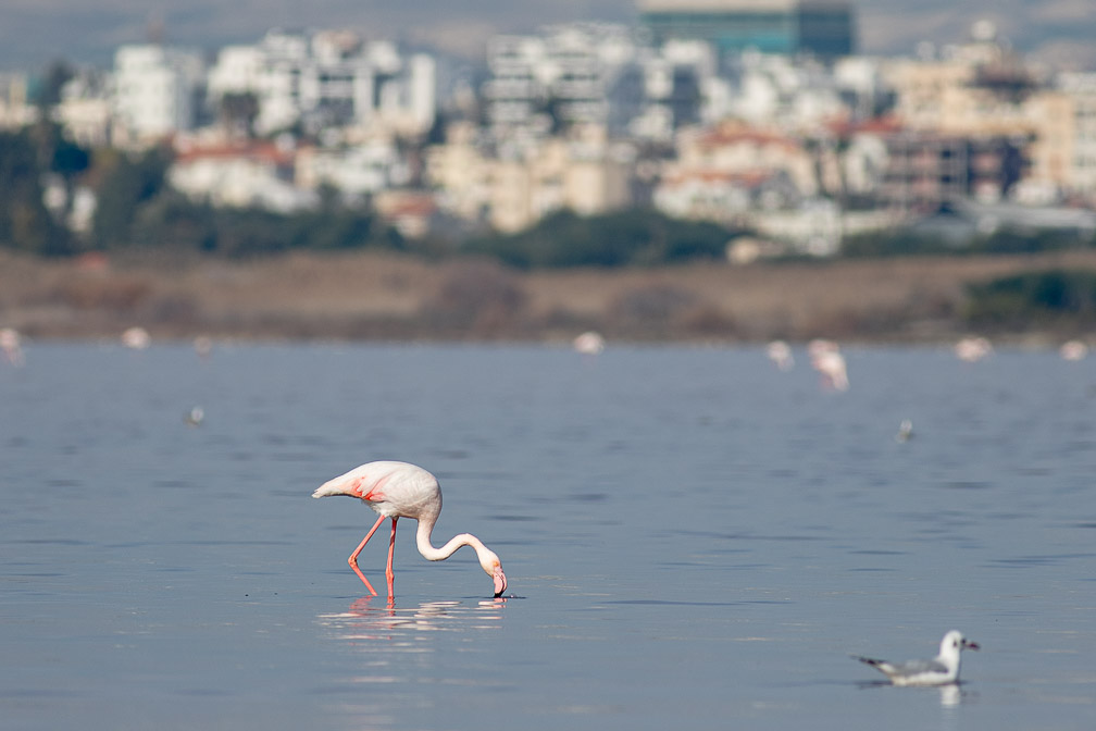 phoenicopterus-ruber-cyprus.jpg