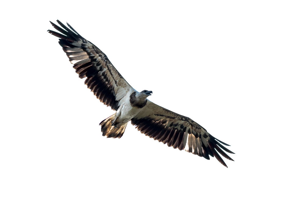 haliaeetus-leucogaster-sri-lanka.jpg