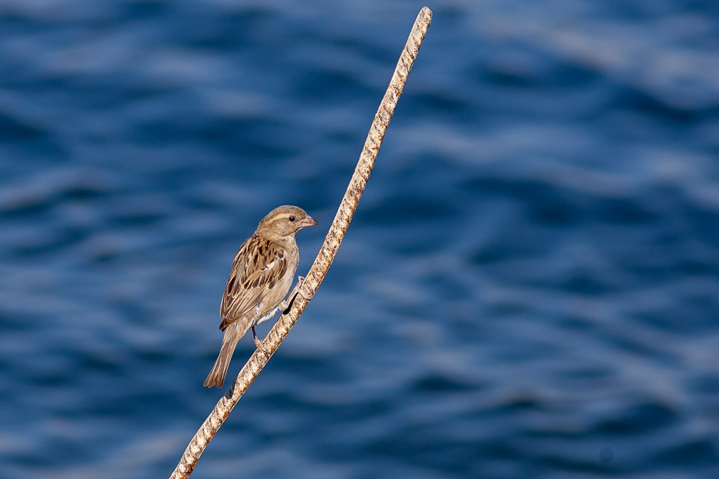 passer-moabiticus-egypt.jpg