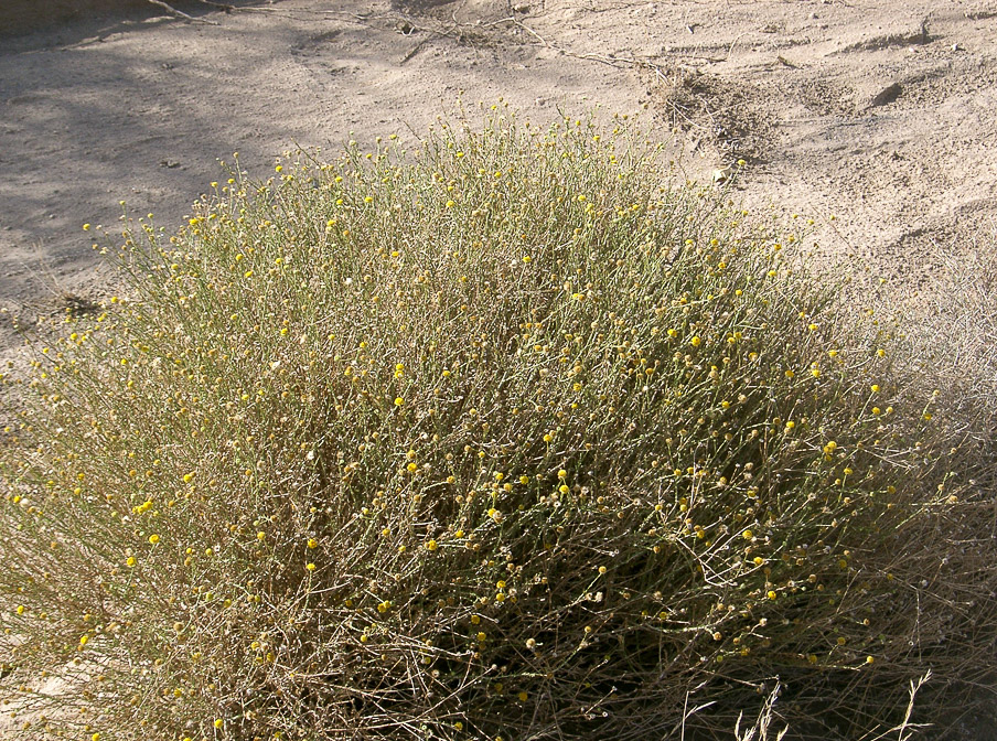 pulicaria-crispa-saudi-arabia.jpg