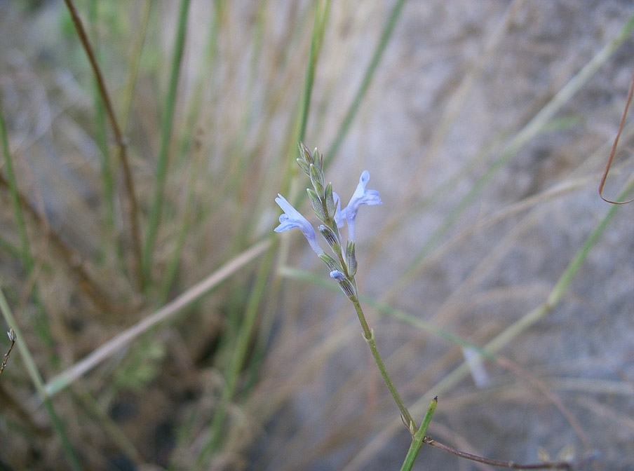 lavandula-coronopifolia-saudi-arabia.jpg