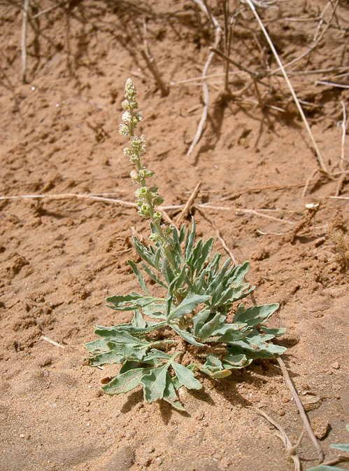 reseda-muricata-saudi-arabia.jpg