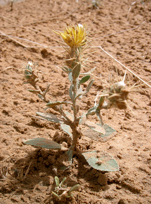 centaurea-pseudosinaica-saudi-arabia.jpg