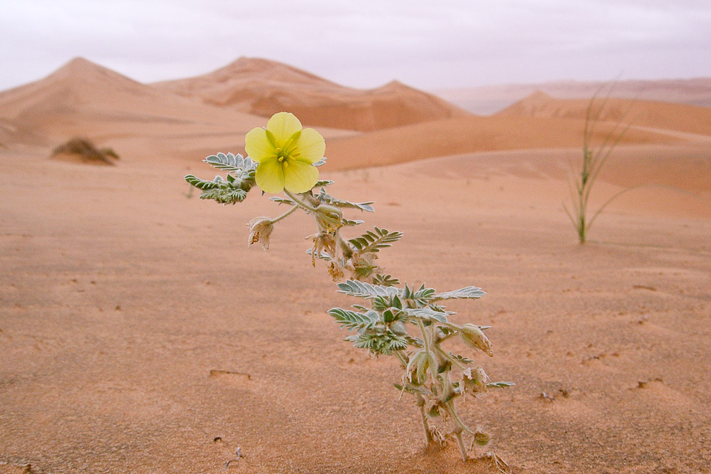 tribulus-arabicus-saudi-arabia.jpg