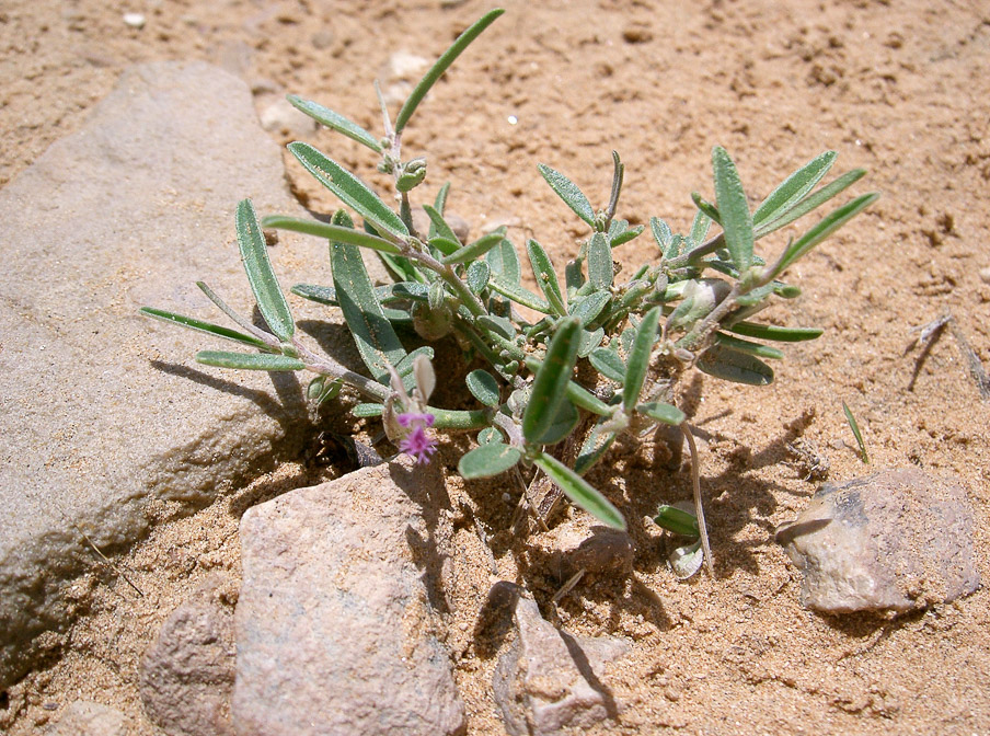 polygala-erioptera-saudi-arabia.jpg