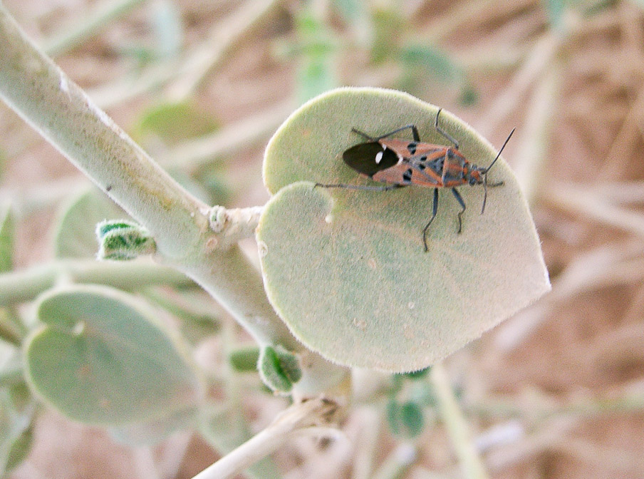 daemia-tomentosa-saudi-arabia.jpg