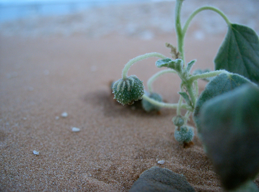 chrozophora-oblongifolia-saudi-arabia.jpg