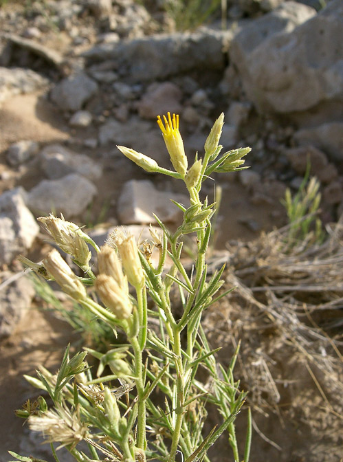 iphiona-scabra-saudi-arabia.jpg