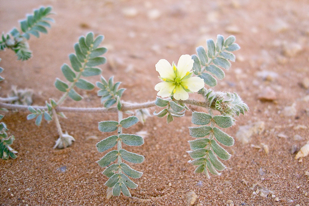 tribulus-macropterus-saudi-arabia-2.jpg