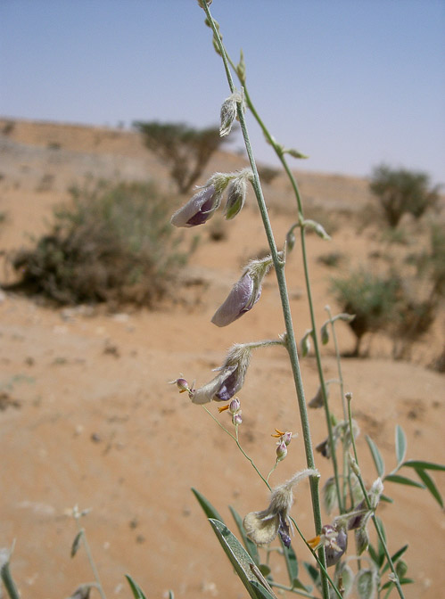 tephrosia-nubica-saudi-arabia.jpg