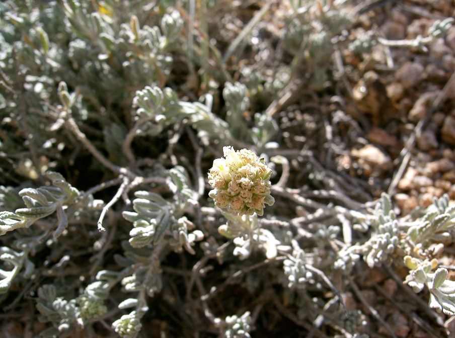 gnaphalium-luteo-album-saudi-arabia.jpg