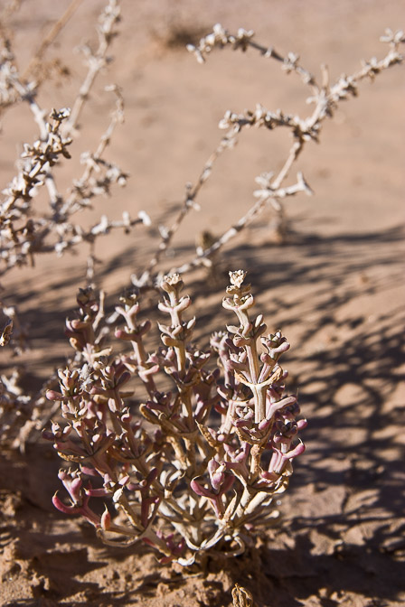 agathophora-alopecuroides-saudi-arabia.jpg