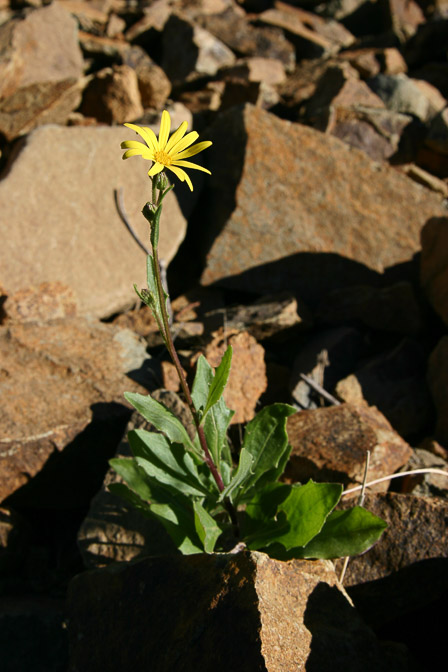 senecio-sumarae-saudi-arabia.jpg