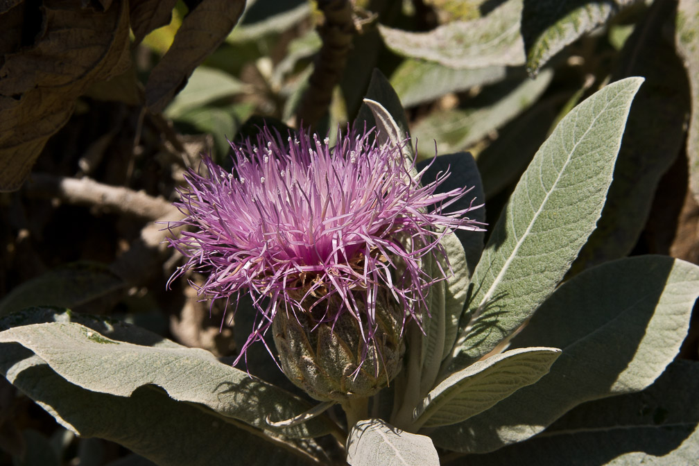 centaurothamnus-maximus-saudi-arabia.jpg