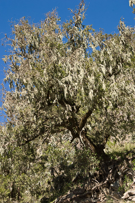 juniperus-procera-saudi-arabia-3.jpg