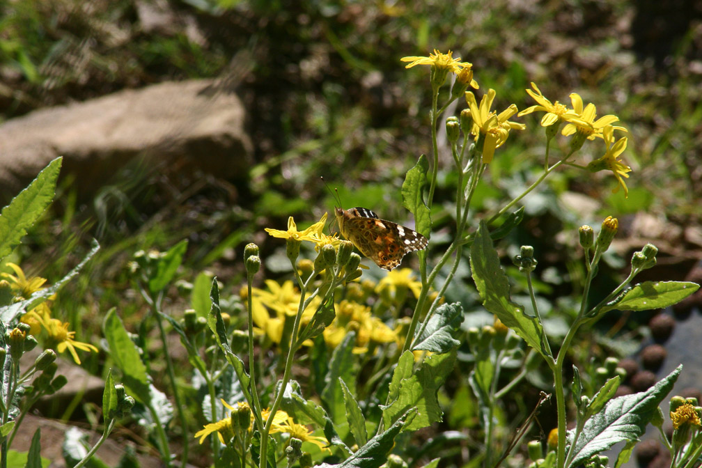 vanessa-cardui-senecio-asirensis-saudi-arabia.jpg