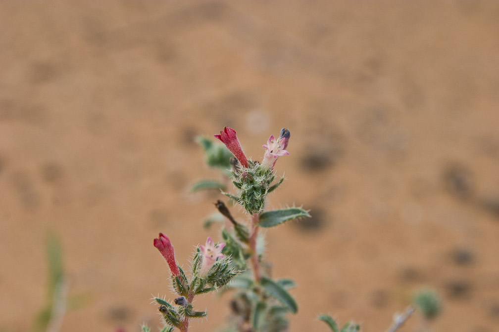 moltkiopsis-ciliata-united-arab-emirates.jpg