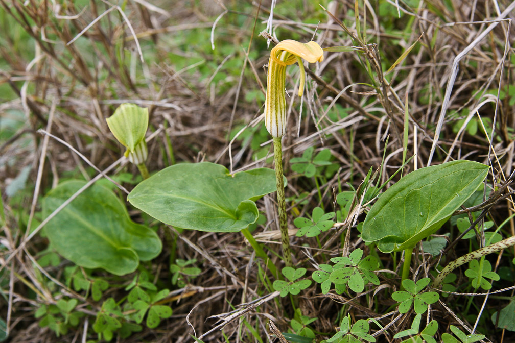 arum-italicum-italy.jpg