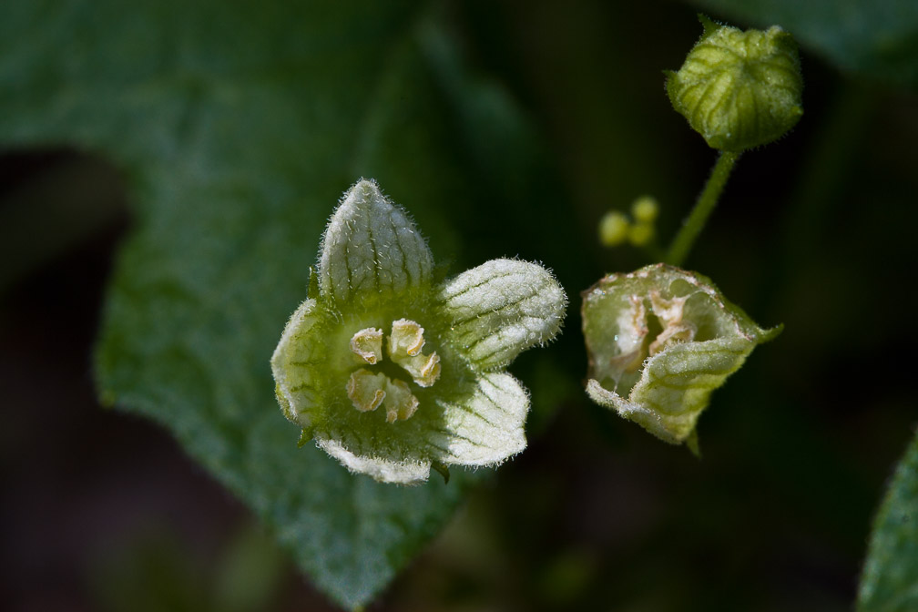 bryonia-dioica-switzerland.jpg