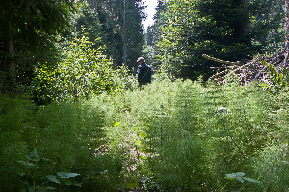 equisetum-telmateia-switzerland.jpg