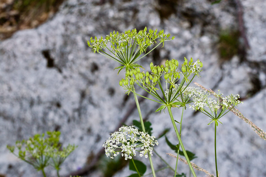 peucedanum-austriacum-italy.jpg