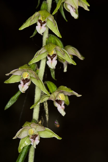 epipactis-purpurata-italy.jpg