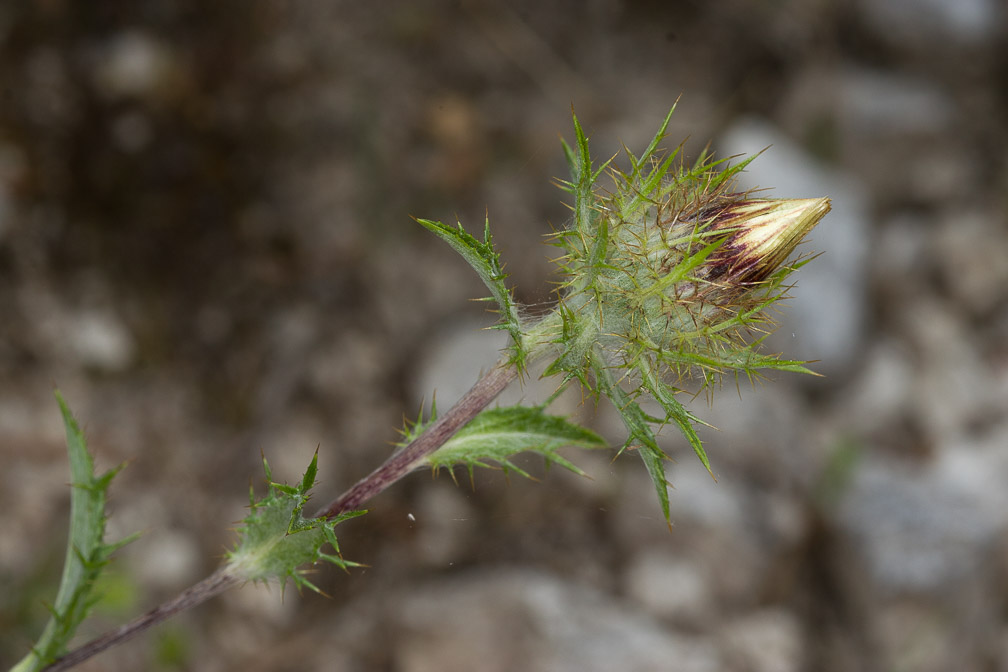 carlina-vulgaris-italy.jpg