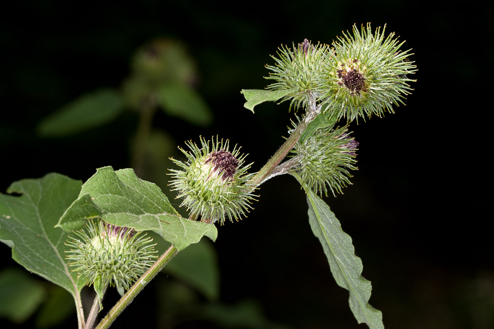 arctium-nemorosum-italy.jpg