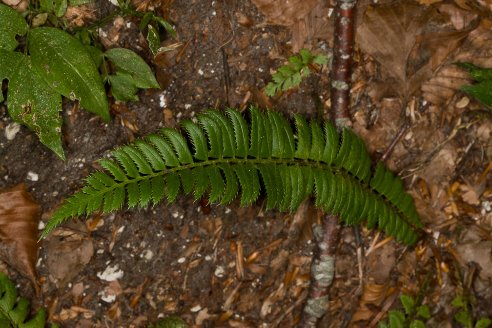 polystichum-lonchitis-italy.jpg