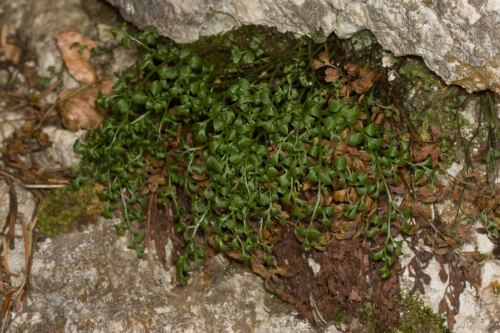 asplenium-ruta-muraria-italy.jpg