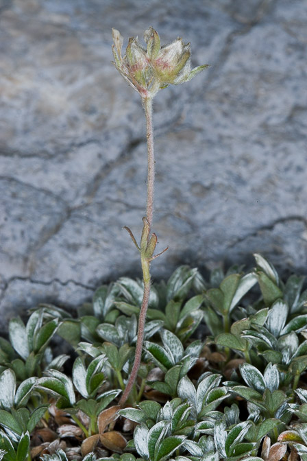 potentilla-apennina-italy.jpg