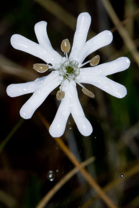 sliene-alba-italy.jpg