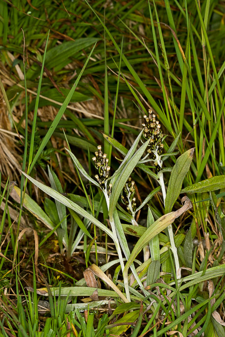 gnaphalium-norvegicum-switzerland.jpg