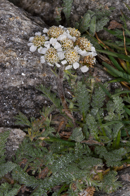 achillea-nana-switzerland.jpg