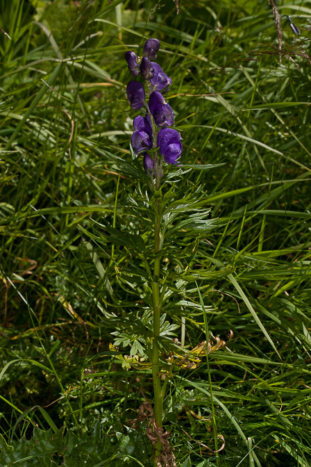 aconitum-napellus-switzerland.jpg