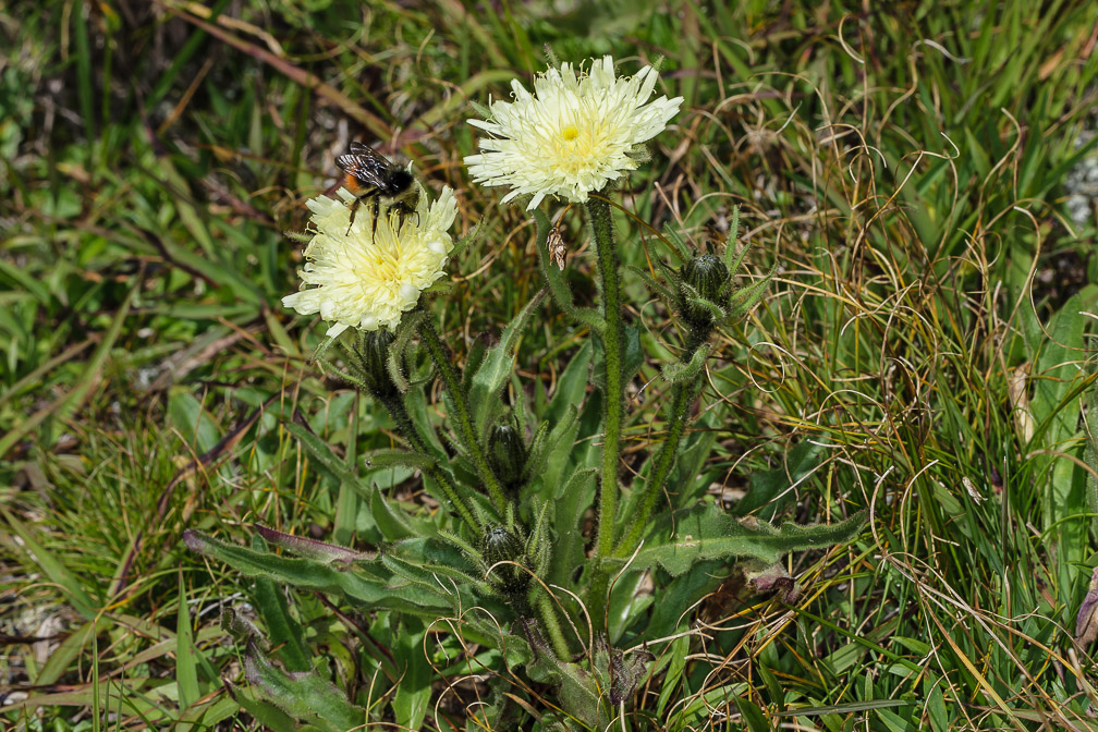 hieracium-intybaceum-switzerland.jpg