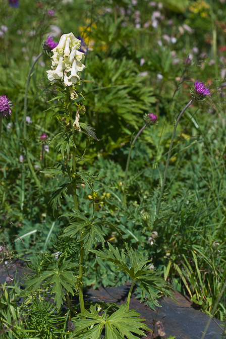 aconitum-vulparia-switzerland.jpg