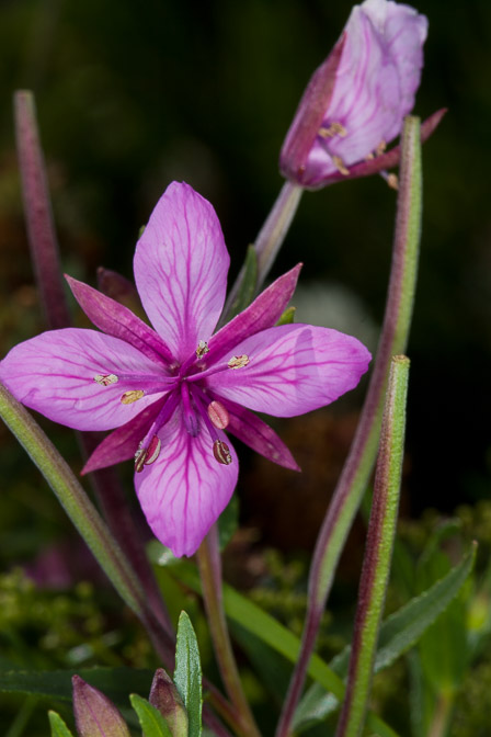 epilobium-fleischeri-switzerland.jpg