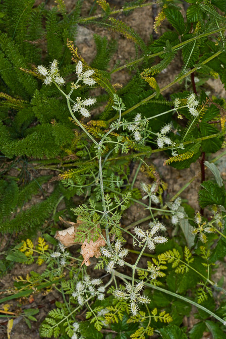 caucalis-platycarpos-switzerland.jpg