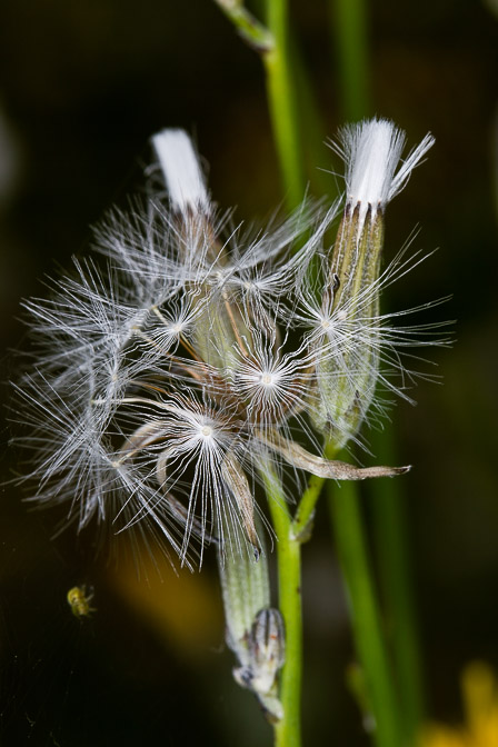 chondrilla-juncea-switzerland-2.jpg