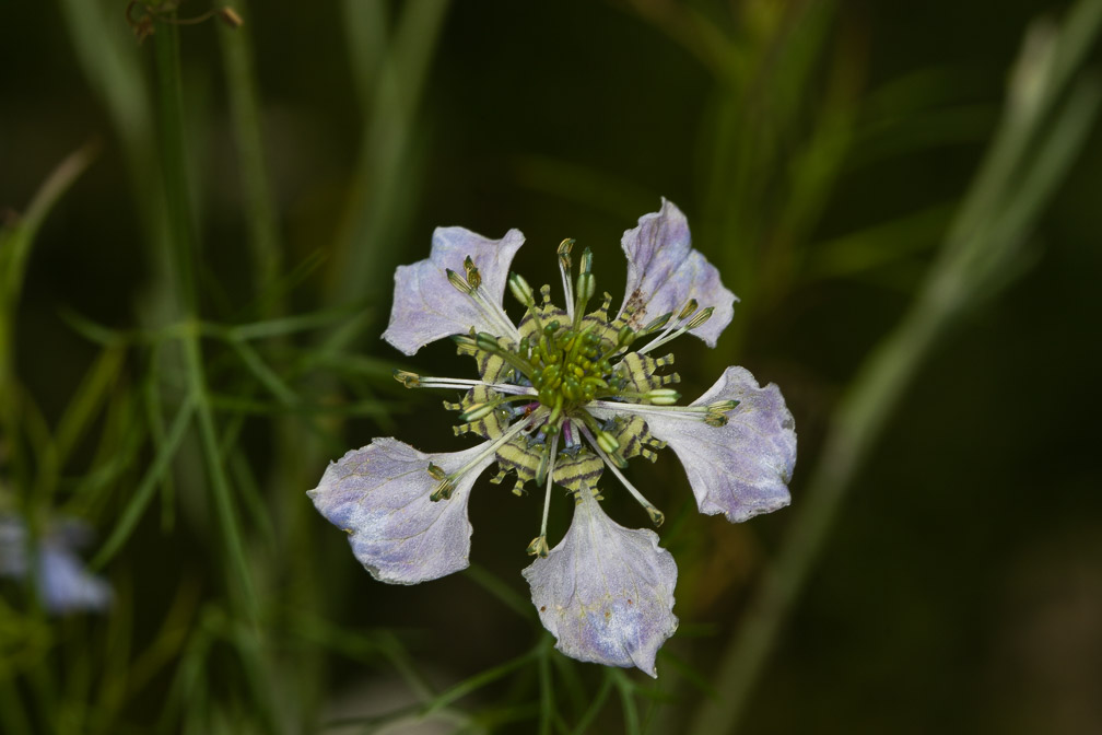 nigella-arvensis-switzerland.jpg