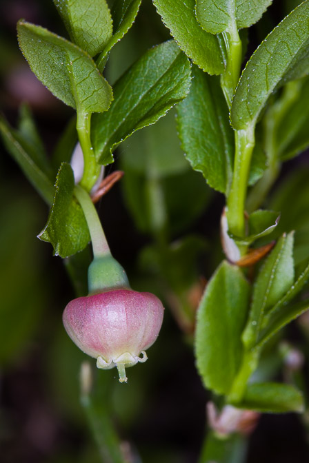 vaccinium-myrtillus-switzerland.jpg