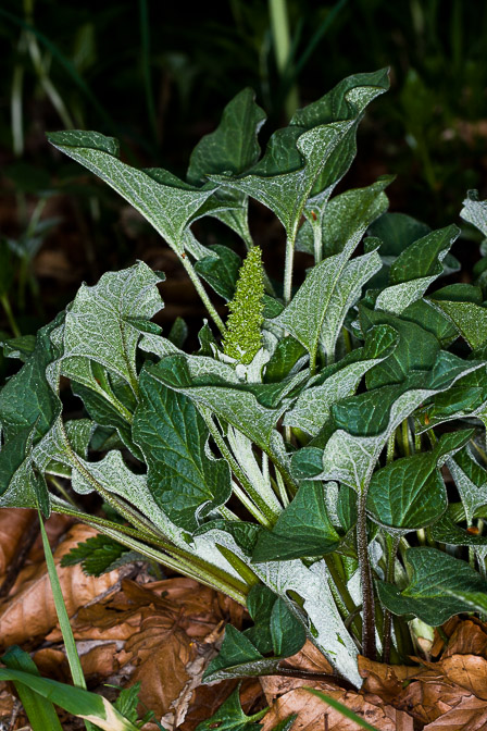 chenopodium-bonus-henricus-switzerland.jpg