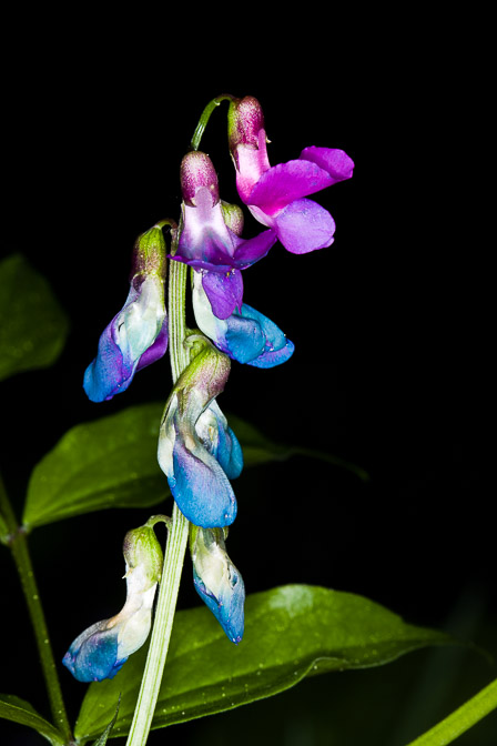 lathyrus-vernus-switzerland.jpg